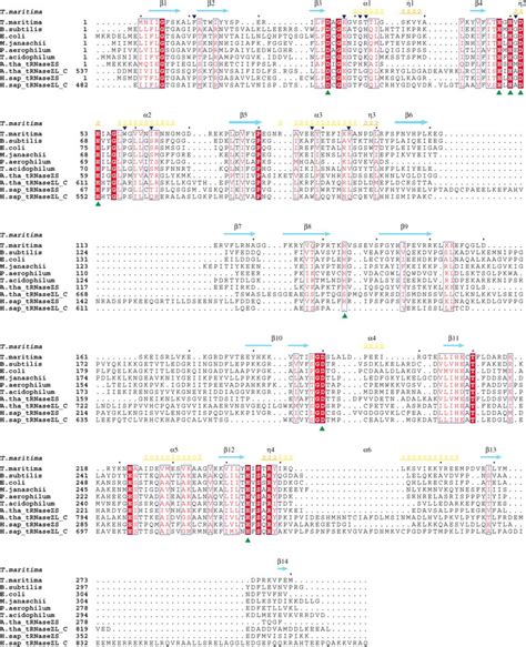 Crystal Structure Of The TRNA 3 Processing Endoribonuclease TRNase Z