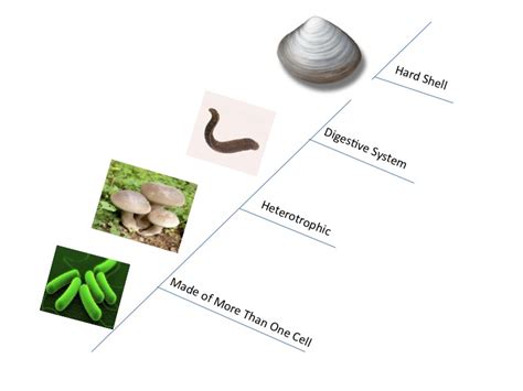 Evolution - The Leech Resource