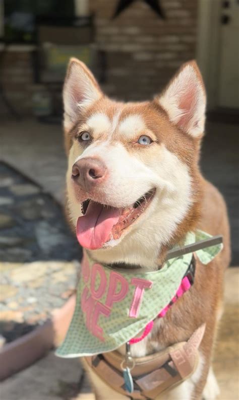 Dog for adoption - Glitter Belle, a Siberian Husky in Billings, MT