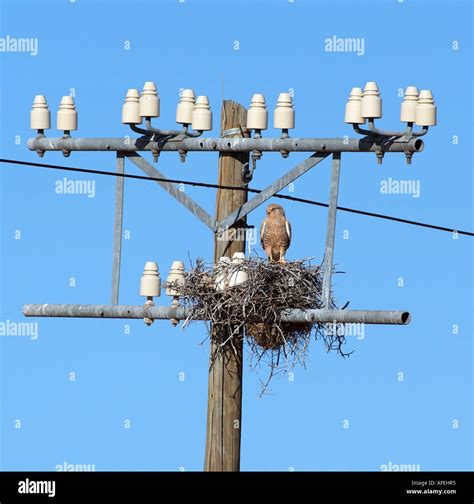 Telephone Poles With Birds