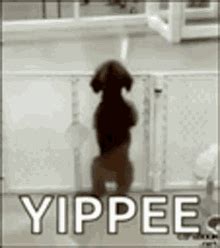 Yippee GIFs | Tenor