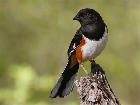 Eastern Towhee - NestWatch