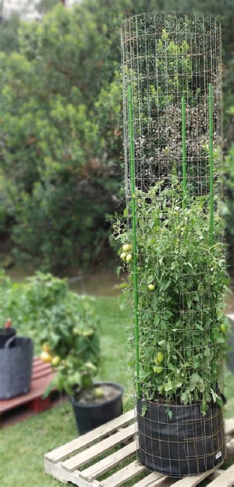 Diy Tomato Cage Trellis Stake Ideas Balcony Garden Web