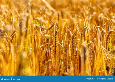 Golden Corn Field In The Sunset Stock Photo Image Of Bright