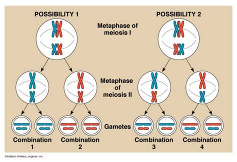 Biology Blog 3 Explain What Microevolution Is What Are The Three