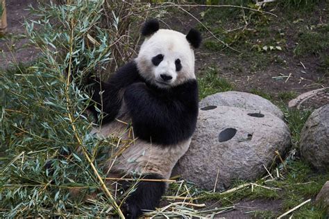 Pandaer I Københavns Zoo Nærmer Sig Parringsperiode