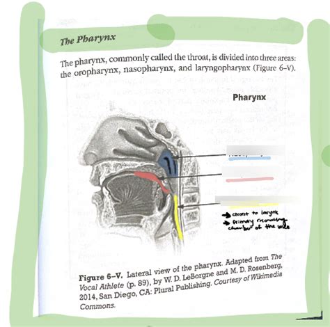 Pharynx Diagram Diagram | Quizlet 