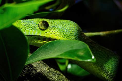 Premium Photo Green Tree Python Closeup On Tree Branch Morelia Viridis