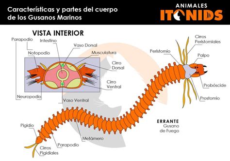 ⇒ Gusanos Marinos Tipos Características Dónde Viven