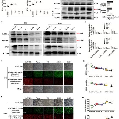 HnRNP L Promotes The Expression And Secretion Of PD L1 In CRPC Cells