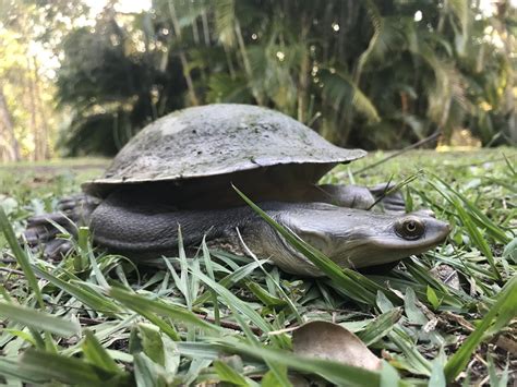 broad shelled turtle   mungar road oakhurst qld au  october
