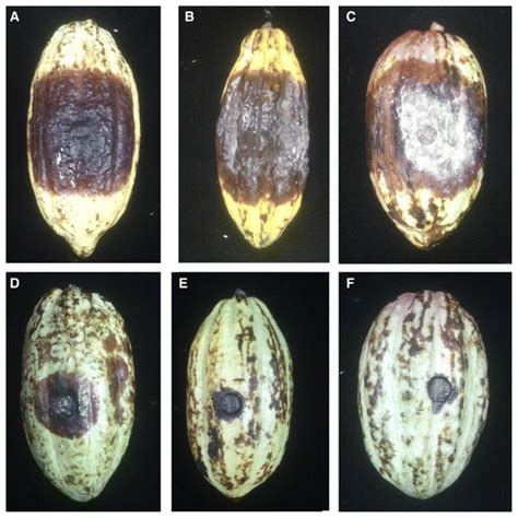 Phylogenetic Analysis And Genetic Diversity Of Phytophthora Palmivora