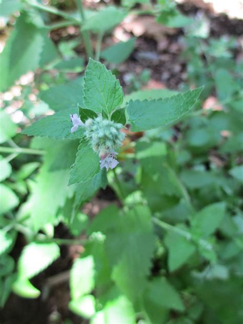 Plant Lover Diaries: Catnip (cat crack)