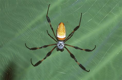 Female Golden Silk Spider Photograph by Millard H. Sharp