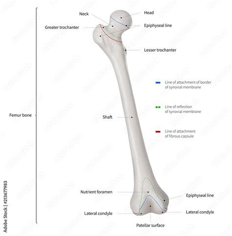 Diagram Of The Femur