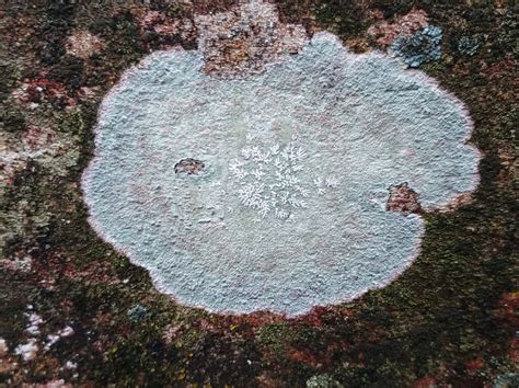 Common Lichens From Miami Dade County Fl Usa On December At