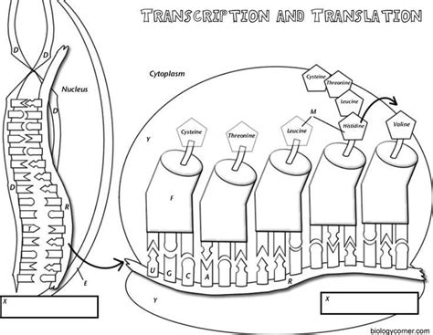 DNA Coloring - Transcription & Translation | Transcription and