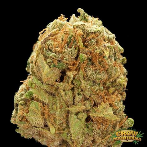 Afghan Weed Seeds - Strain Review | Grow-Marijuana.com