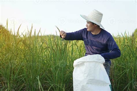 Handsome Asian Man Farmer Is At Paddy Field Wears Hat Holds White