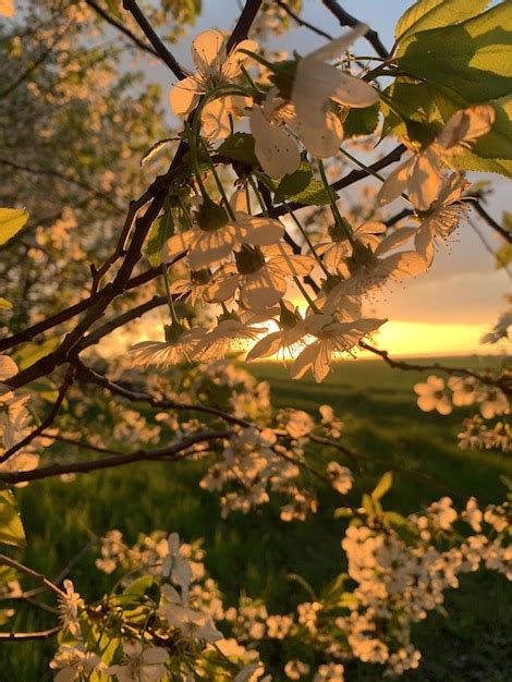 Premium Photo | Sunset behind a blossoming cherry blossom tree