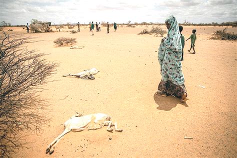 Somalie La sécheresse pourrait provoquer 135 morts par jour El watan dz