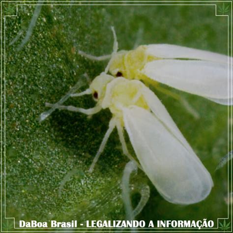 Dicas De Cultivo Mosca Branca Uma Grande Inimiga Do Cultivador