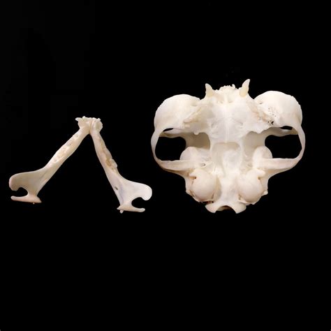 EXTREME Brachycephalic Persian Cat Skull Replica | OddArticulations, LLC