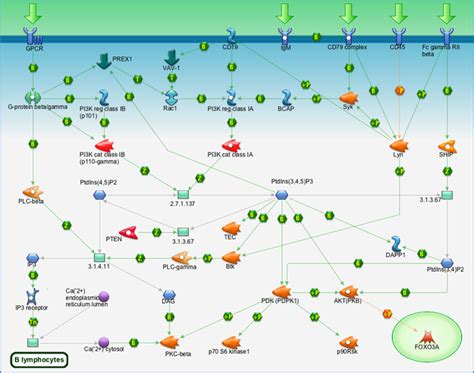 Immune Response Pip3 Signaling In B Lymphocytes Pathway Map Primepcr Life Science Bio Rad