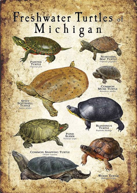 Freshwater turtles – Artofit
