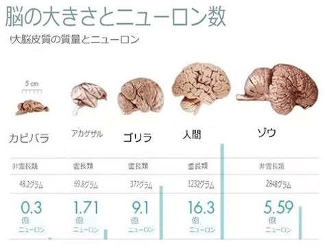 脳のお話② 脳内の動き 人間の脳は大きい 眠ってしまう人が続出する足踏みピーエで全身トリートメントする施術を福岡で体験しよう