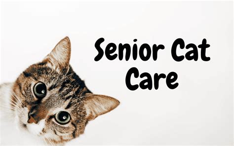 Senior Cat Care - Cat Sitter Toronto Inc.