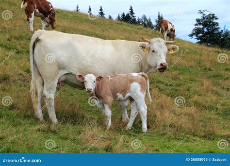 Cow And Calf Royalty Free Stock Photo Image