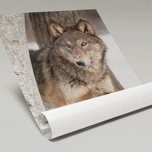 Grey Wolf Canis Lupus Peers Around Birch Tree Self Adhesive Etsy