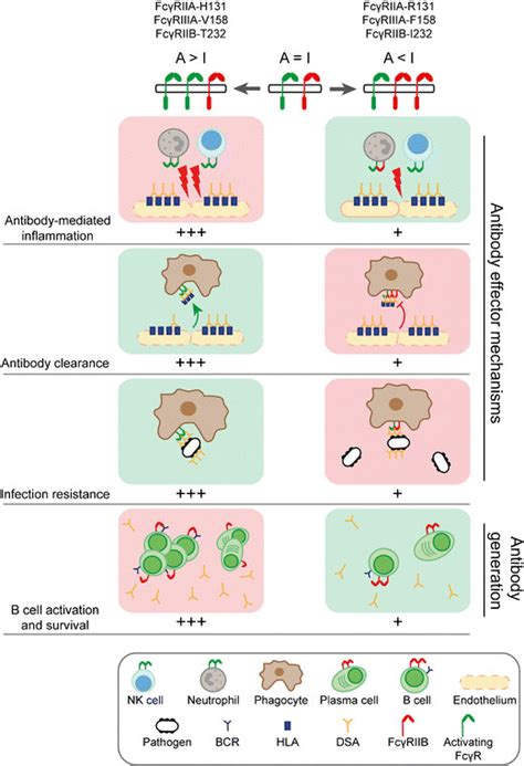 Variation In Activating And Inhibitory Fcγr Expression And Igg Binding Download Scientific