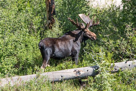 Bull Moose In Rocky Mountain National Park Photograph By Shea Oliver