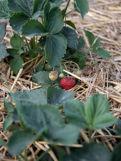 Erdbeeren Selber Anpflanzen 10 Nützliche Tipps Für Eine Große Ernte