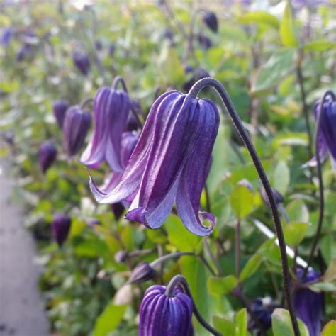 Cl Matite Des Alpes Francis Rivis Clematis Alpina Fleurs Bleu Violac