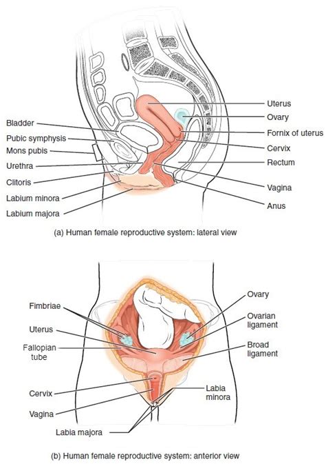 Figure 7 2 [female Reproductive System] Medical Terminology Ncbi