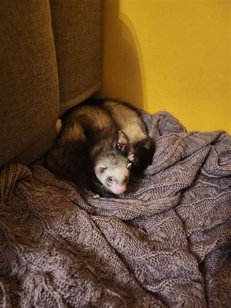 can ferret sleeping too much at home 2