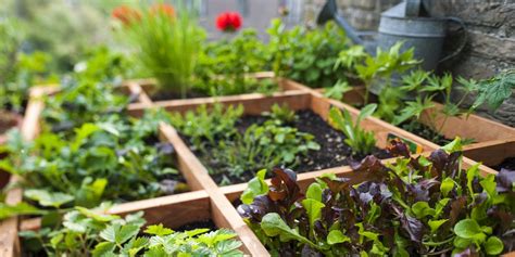 The Pros And Cons Of Square Foot Gardening What Is Square Foot Gardening