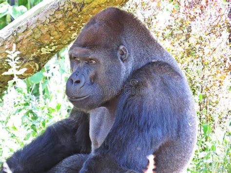 Un Mono Negro Fuerte Grande Aislado Gorilla Head Del Mono Imagen De