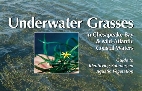 Submerged Aquatic Vegetation Maryland Sea Grant