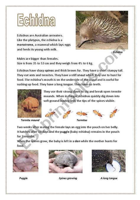 Echidnas (Australian anteaters) - ESL worksheet by Apodo