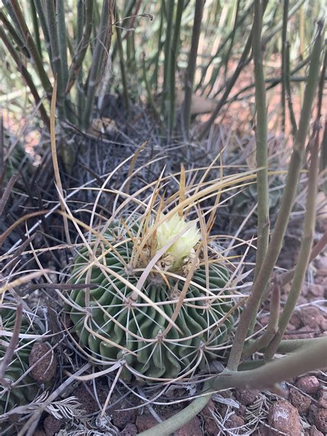 Cactus Desert Thorns - Free photo on Pixabay - Pixabay