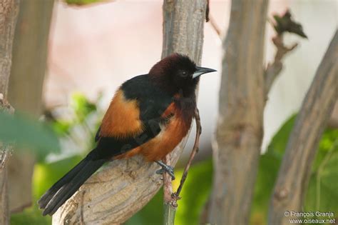 Martinique Oriole