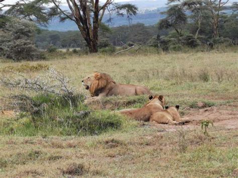 6 Dages Safari Til Amboseli Lake Nakuru Og Masai Mara GetYourGuide