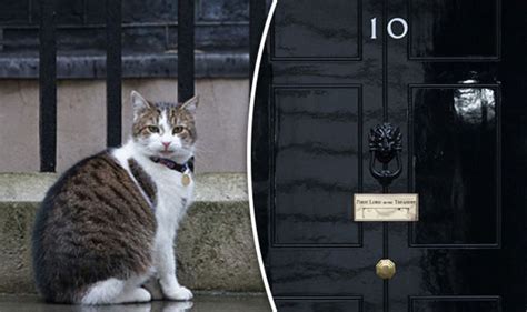 Larry the cat takes his usual Downing Street spot after election chaos