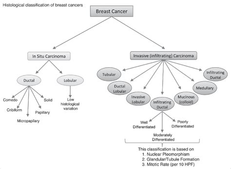 Histological Classification Of Breast Cancer Subtypes This Scheme