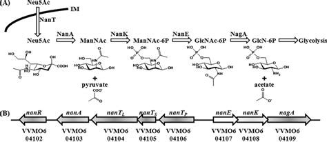 Sialic Acid Catabolism And The V Vulnificus Nan Cluster A Schematic