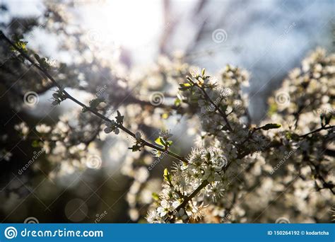 Feche Acima De Um Ramo As Flores E Luz Pequenas Brancas No Fundo